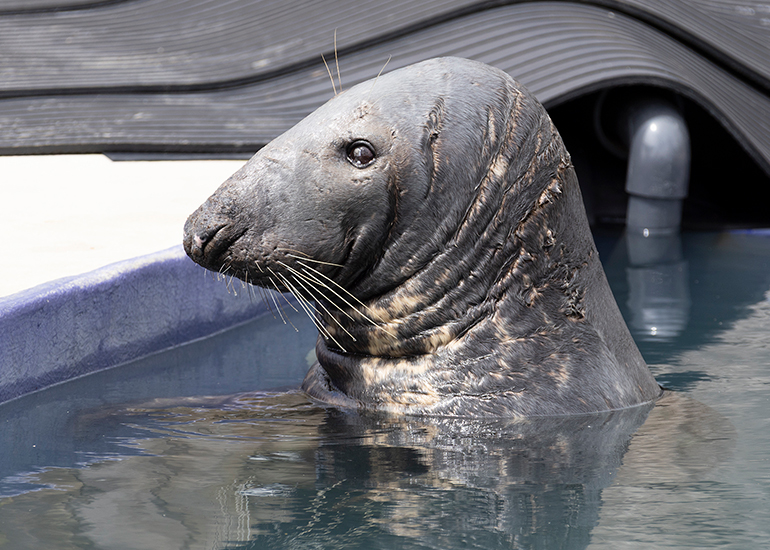Grey Seals