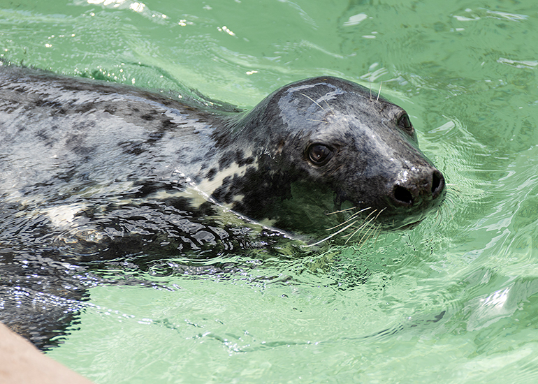 Grey Seals