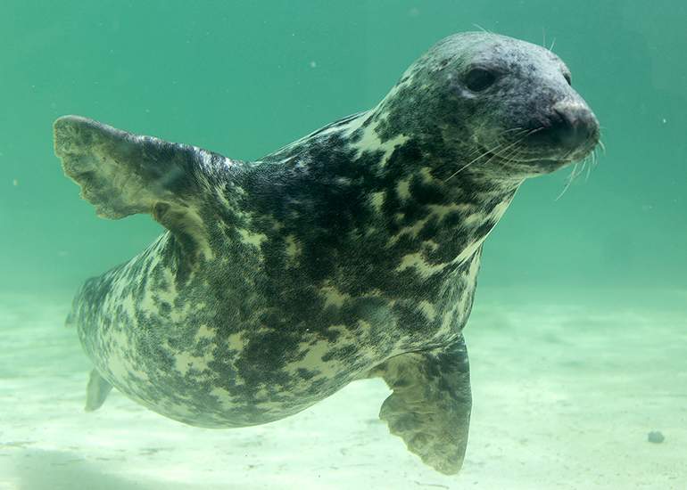 Grey Seals