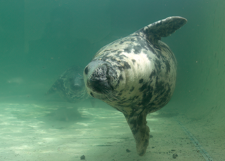 Grey Seals