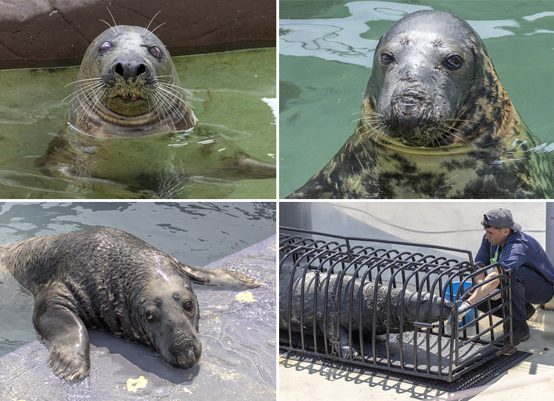 Grey Seals - June 2025