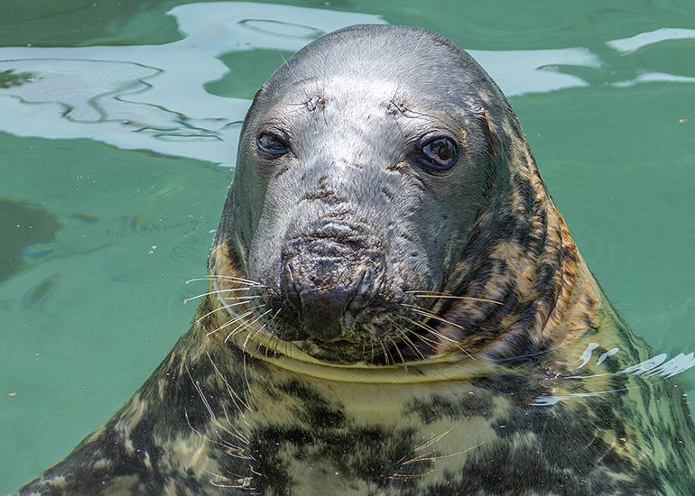 Grey Seals