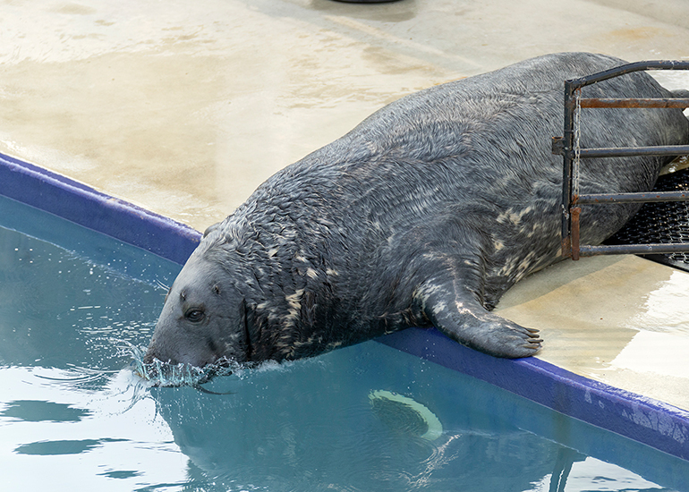 Grey Seals