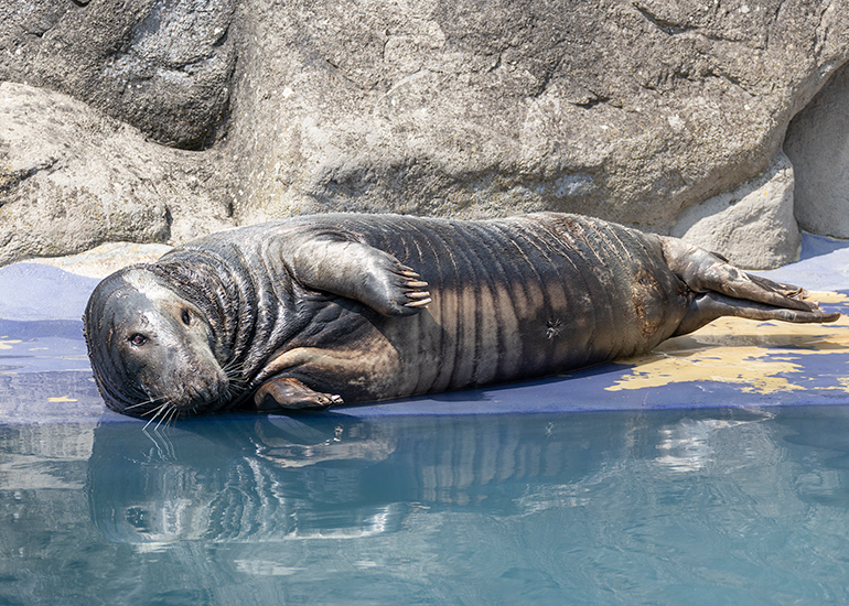 Grey Seals