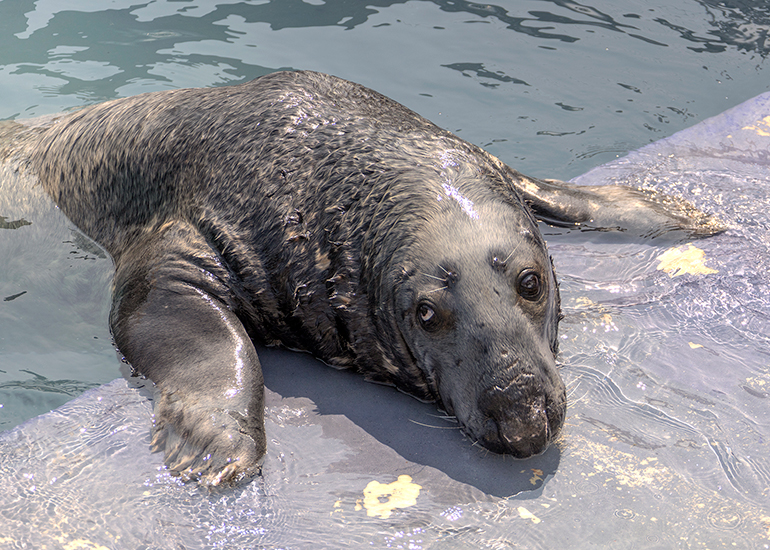 Grey Seals