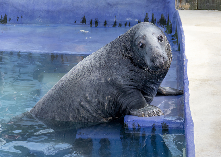 Yulelogs - Grey Seals