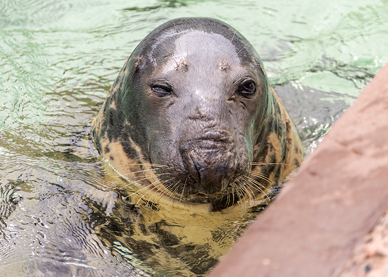 Sheba - Grey Seals