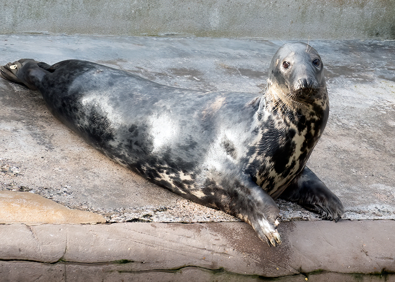 Grey Seals - Aayla