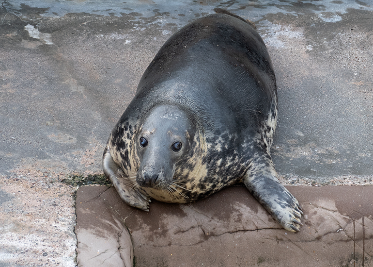 Grey Seals - Jinx
