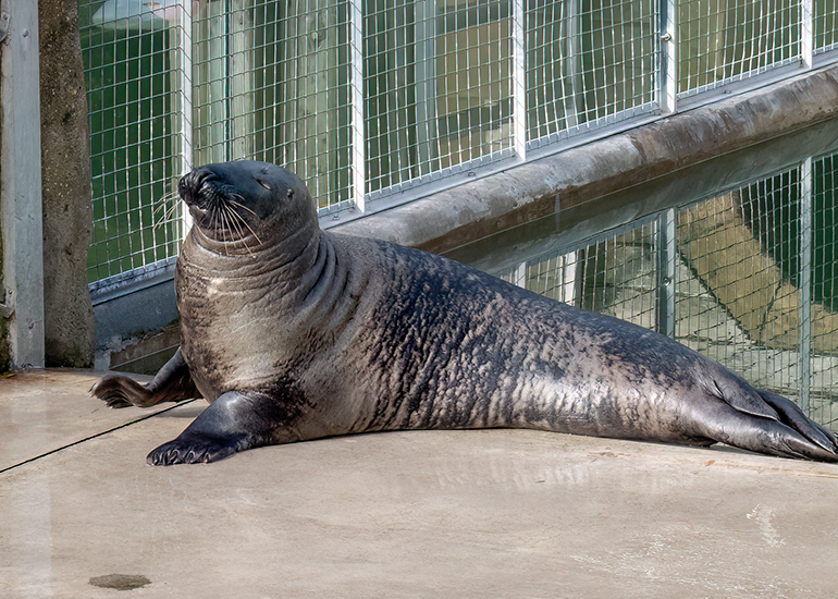 Grey Seals