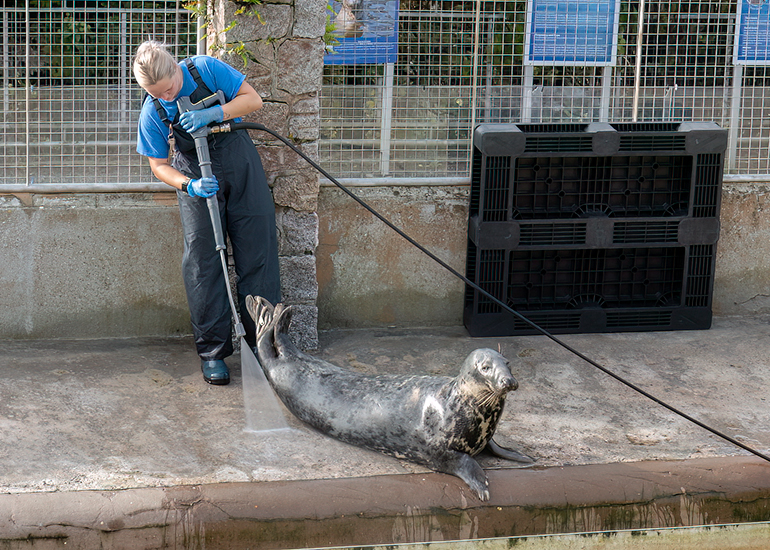 Grey Seals - Chloe giving Aayla a quick shower!