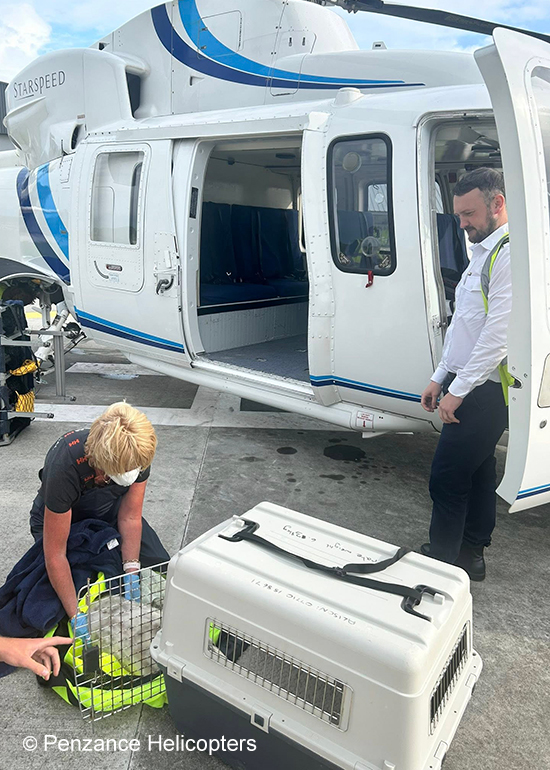 Grub - Photo credit - Penzance helicopters travel company