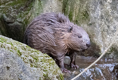 Beaver Nursery
