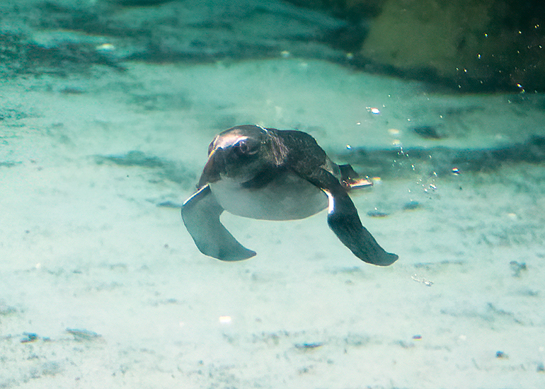 Puffin