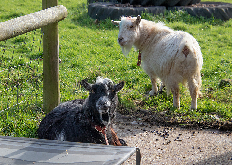 Paddocks