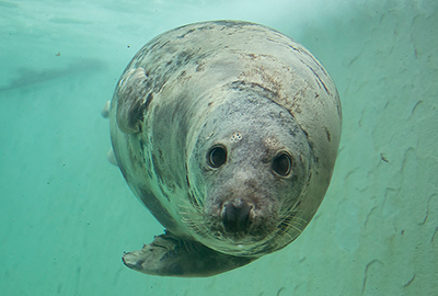 Cornish Seal Sanctuary