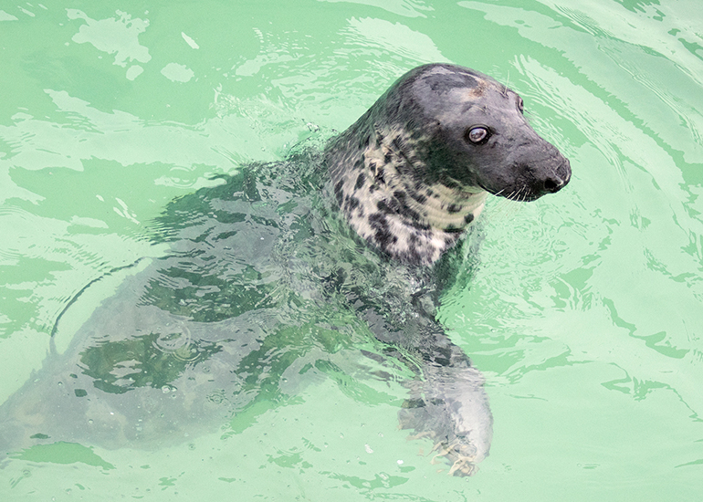 Cornish Seal Sanctuary