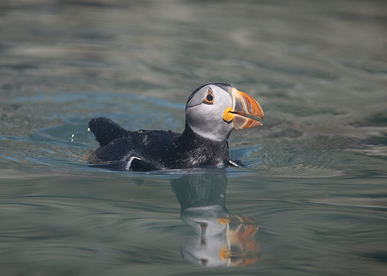 Puffin