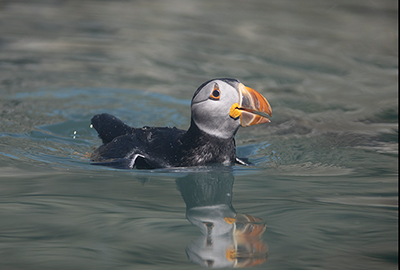 Puffin