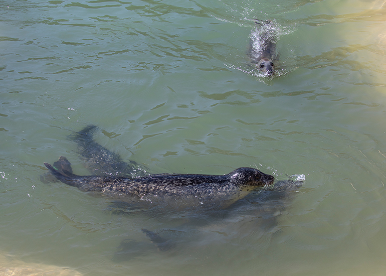 Cornish Seal Sanctuary