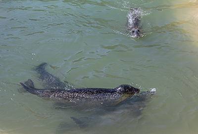 Common Seals and Banana