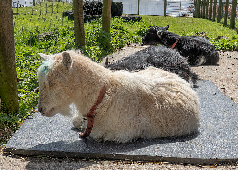 Bertie, Dennis and Marvin