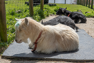Bertie, Dennis and Marvin