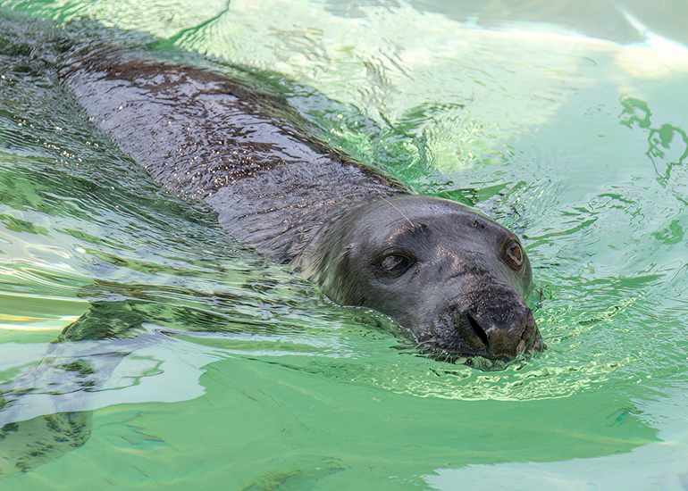 Cornish Seal Sanctuary