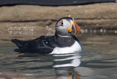 Puffin