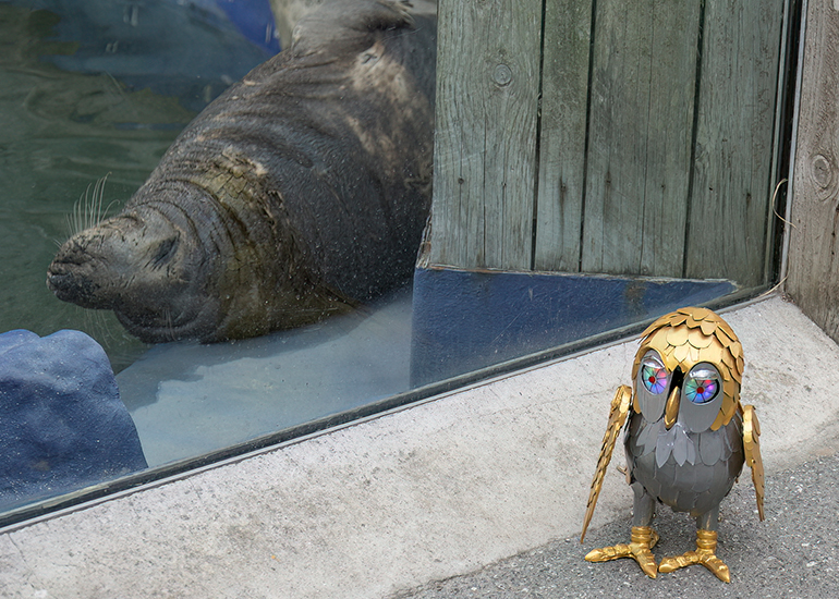 Cornish Seal Sanctuary