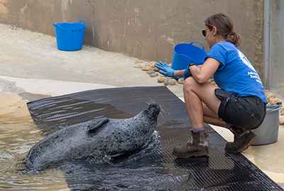Common Seal
