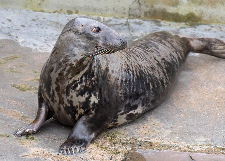 Cornish Seal Sanctuary