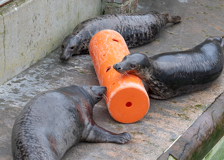 Cornish Seal Sanctuary