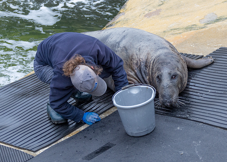 Cornish Seal Sanctuary