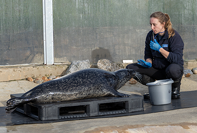 Beth doing target training with Buddy!