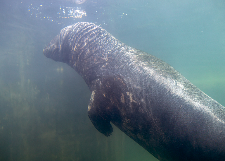 Yulelogs - Cornish Seal Sanctuary