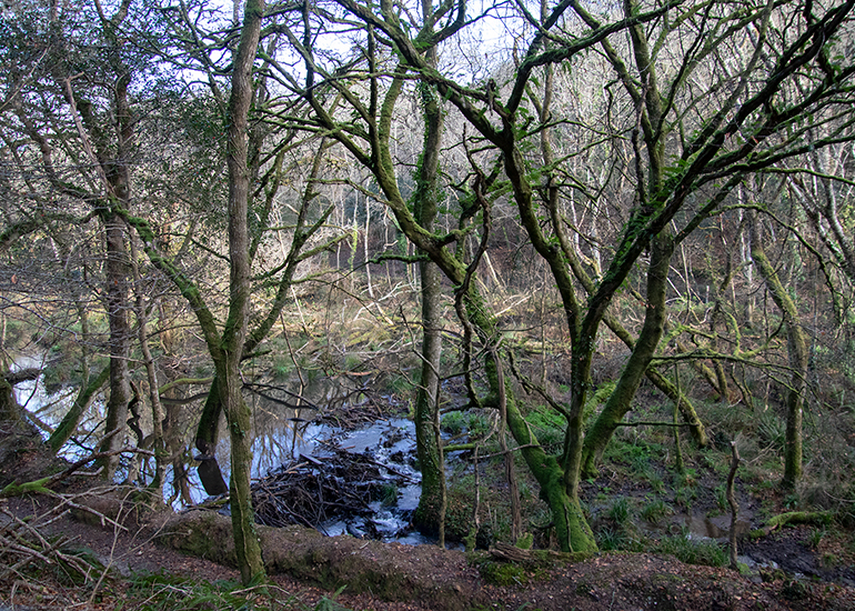 Beavers Enclosure