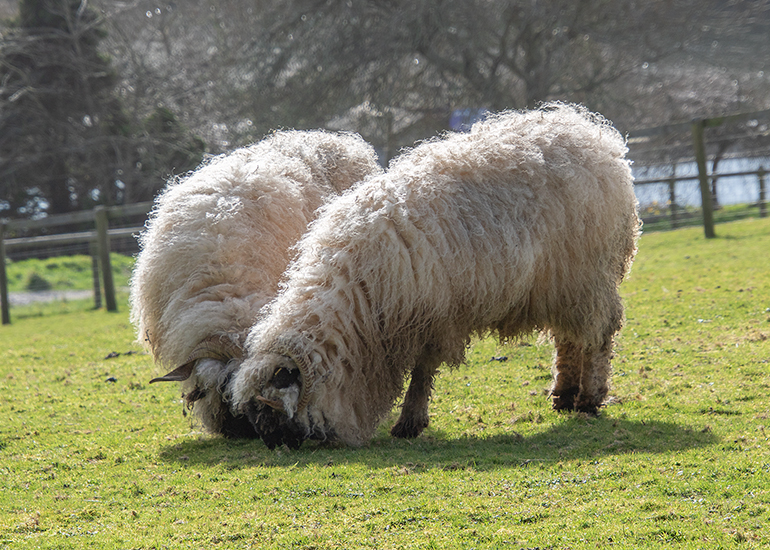 Sheep