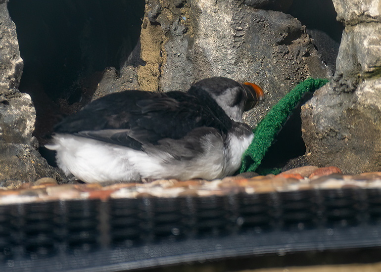 Puffin