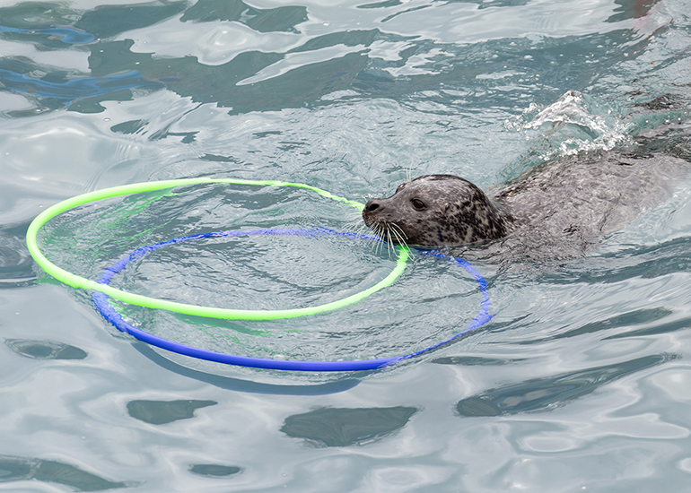 Cornish Seal Sanctuary