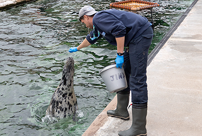 Cornish Seal Sanctuary