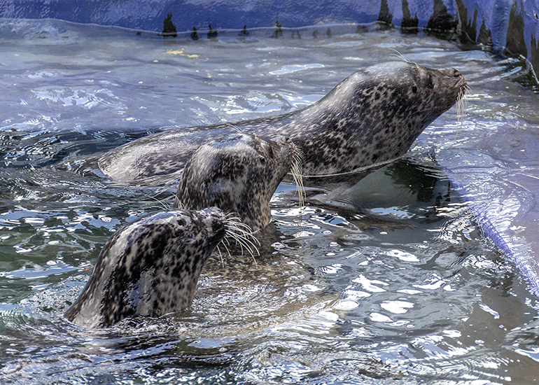 Buddy, Bo and Jarvis - Cornish Seal Sanctuary
