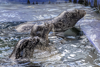 Cornish Seal Sanctuary