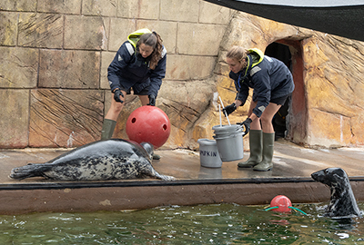 Cornish Seal Sanctuary