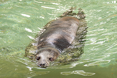Cornish Seal Sanctuary