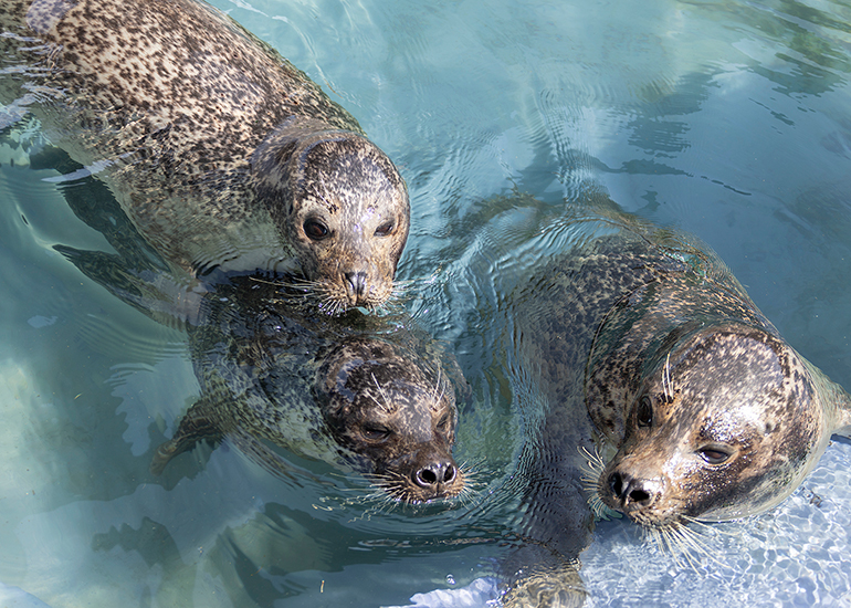Bo (top left) - Jarvis (front) - Buddy (right) - Cornish Seal Sanctuary