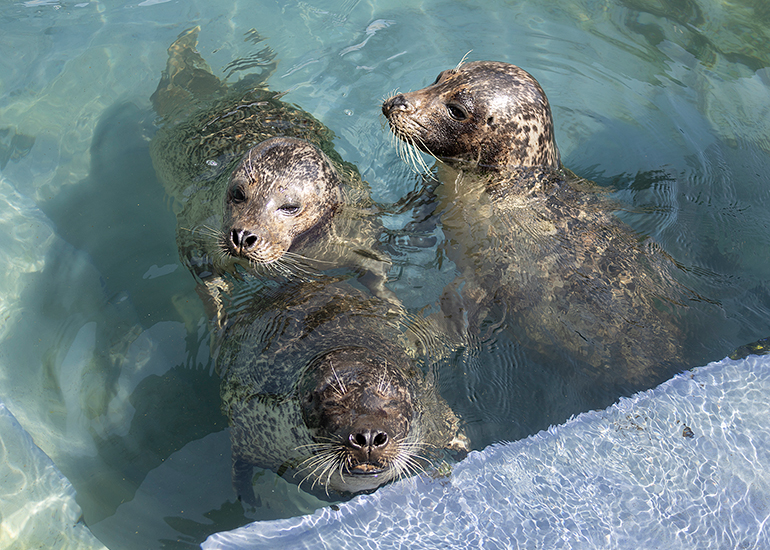 Cornish Seal Sanctuary