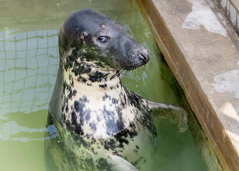 Cornish Seal Sanctuary