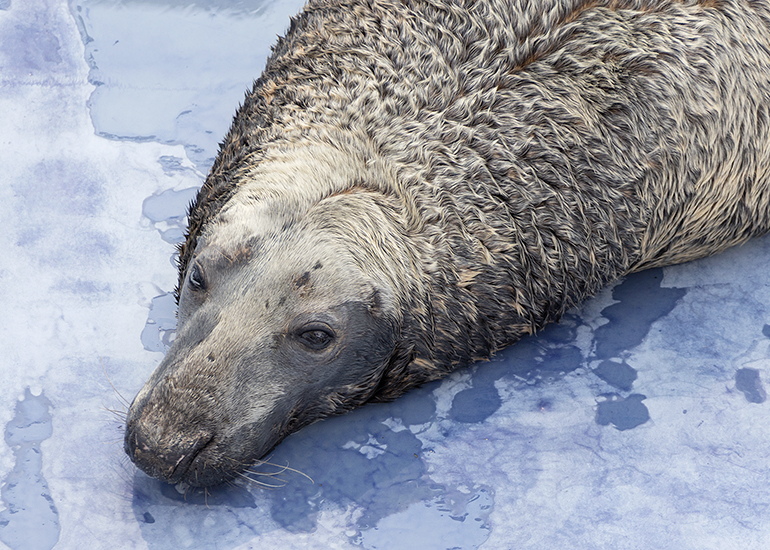 Cornish Seal Sanctuary