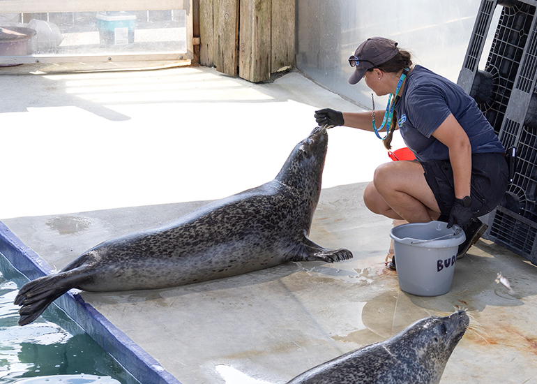 Cornish Seal Sanctuary